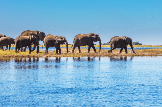 5 Day Victoria Falls & Chobe