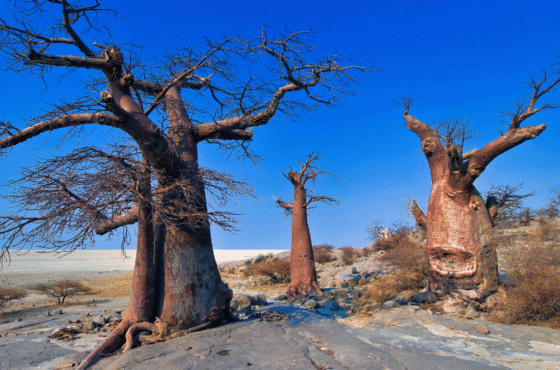 9 Day Chobe, Makgadikgadi, Okavango & Moremi Tour