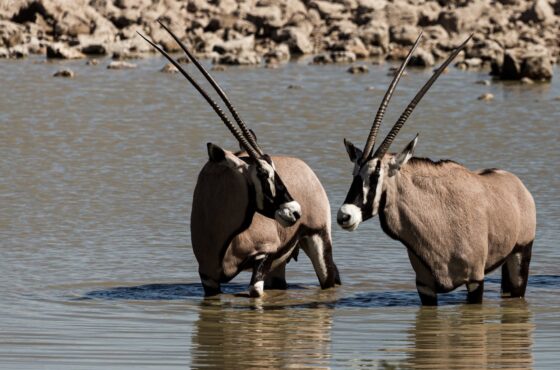 3 Day Etosha Adventure