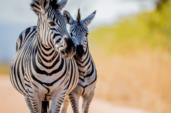 8 Day Greater Kruger