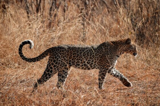 Namibia Desert, Coast & Wildlife Safari 🌱