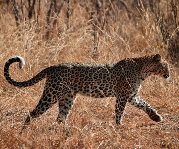 12-Day Namibia Desert, Coast & Wildlife Safari